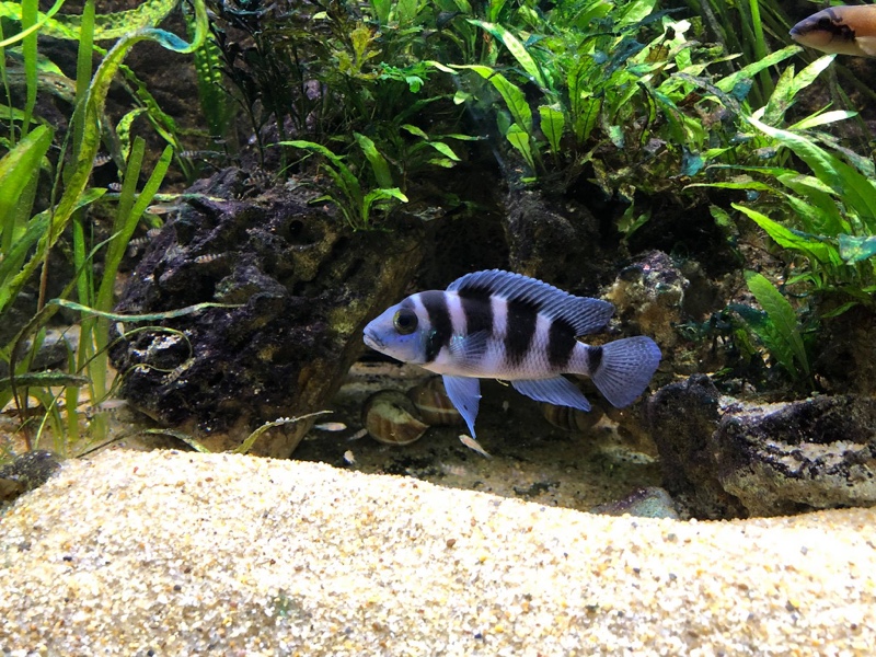 Neolamprologus tretocephalus